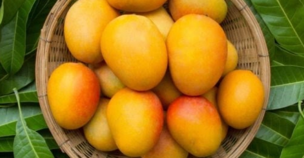30 Mango Leaves